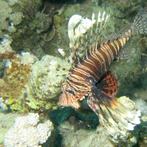 2007-04-07_-_Dive_12_-_Near_Gardens_-_Common_lionfish2_-_edited