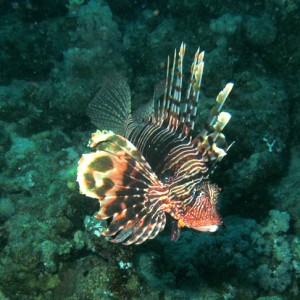 2008-04-07_-_Dive_14_-_Paradise_-_Another_common_lionfish