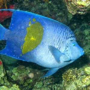 2008-04-07_-_Dive_13_-_Temple_-_Yellowbar_angelfish