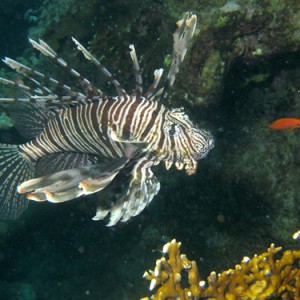 2008-04-07_-_Dive_14_-_Paradise_-_Common_lionfish