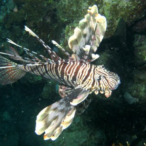 2008-04-07_-_Dive_14_-_Paradise_-_Common_lionfish_2