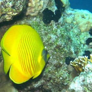 2008-04-07_-_Dive_13_-_Temple_-_Masked_butterflyfish