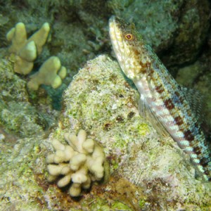 2008-04-07_-_Dive_13_-_Temple_-_Decorated_shrimpgoby