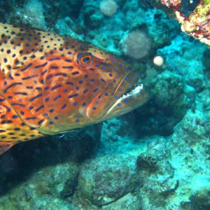 2008-04-07_-_Dive_13_-_Temple_-_Red_Sea_coralgrouper