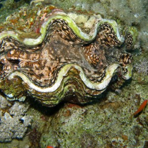 2008-04-07_-_Dive_14_-_Paradise_-_Fluted_giant_clam