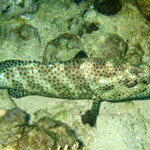 2008-04-07_-_Dive_14_-_Paradise_-_Greasy_grouper