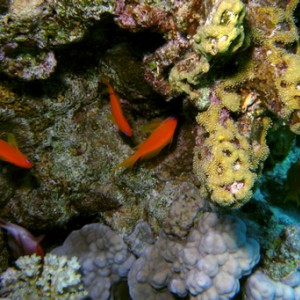 2007-04-03_-_Dive_1_-_Sharm_-_Fiddle_garden_-_Fish_feeding_on_algae