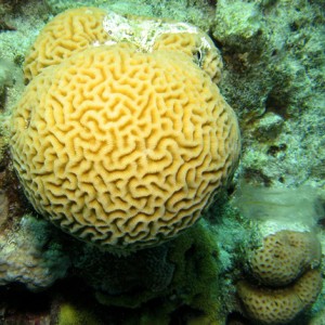 2007-04-03_-_Dive_1_-_Sharm_-_Fiddle_garden_-_round_brain_coral