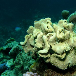 2007-04-03_-_Dive_1_-_Sharm_-_Fiddle_garden_-_Another_unidentified_coral