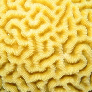 2007-04-03_-_Dive_1_-_Sharm_-_Fiddle_garden_-_Brain_coral