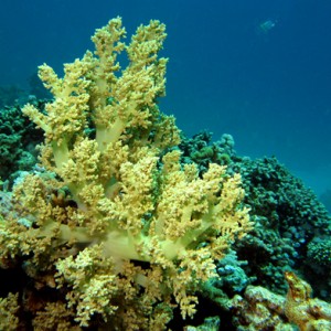 2007-04-03_-_Dive_1_-_Sharm_-_Fiddle_garden_-_Litophyton_arboreum