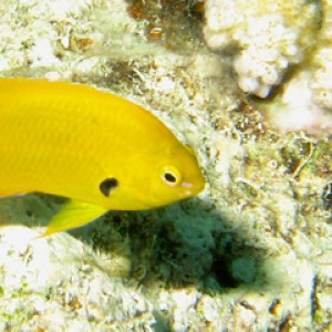 2008-04-07_-_Dive_14_-_Paradise_-_Sulphur_damsel