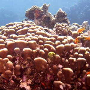 2007-04-04_-_Dive_3_-_Ras_Ghazlani_-_Porites_solida_with_assorted_fish