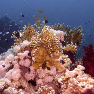 2007-04-04_-_Dive_3_-_Ras_Ghazlani_-_Reef_scene_with_fire_coral_and_gorgoni