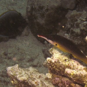 2008-04-07_-_Dive_14_-_Paradise_-_Female_Indian_bird_wrasse