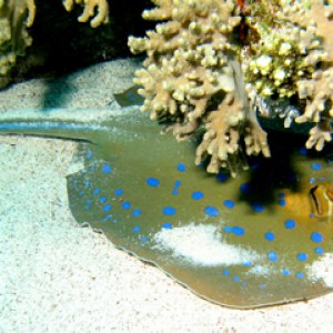 2007-04-07_-_Dive_11_-_Tiran_Straits_-Gordon_Reef_-_Blue_spotted_ray