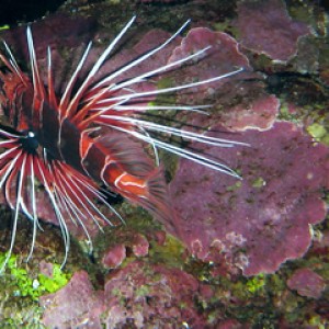 2007-04-06_-_Dive_9_-_Tiran_Straits_-_Woodhouse_Reef_-_Clearfin_lionfish