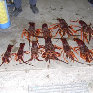 King Island Lobsters