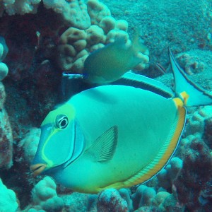 Orange Spine Surgeonfish