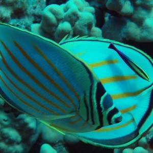 Ornate Butterflyfish