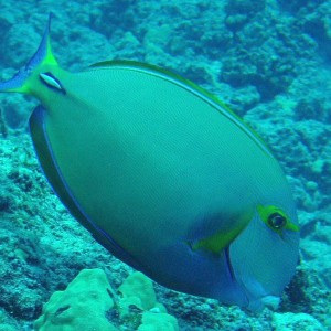 Eyestripe Surgeonfish