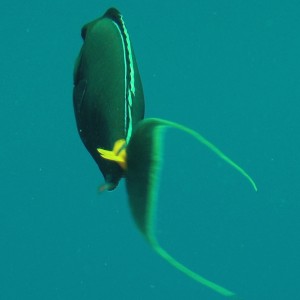 Orange Spine Surgeonfish