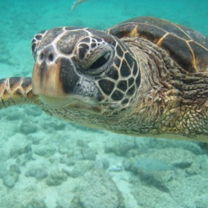 Hi...Up close Green Sea Turtle