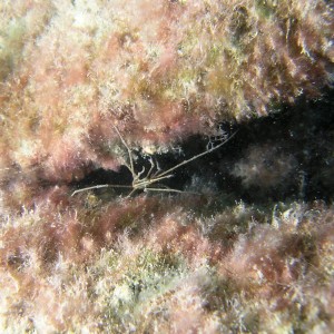 Arrow Crab