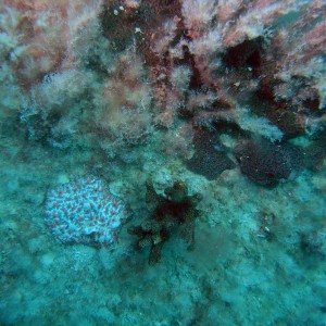 Coral and Sponge or Tunicate
