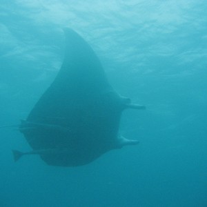 Manta Ray - Great Barrier Reef