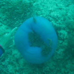 Anemone  eating something yummy - Great Barrer Reef