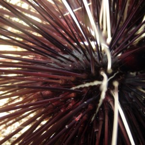 Sea Urchin at Night