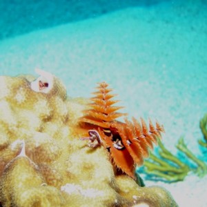 Spiegel_Grove_2-French_Reef-Other_Banana_Reef-Pillar_Reef_080