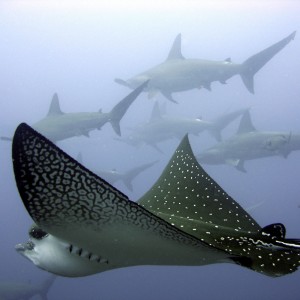 Eagle Ray with Hammerheads