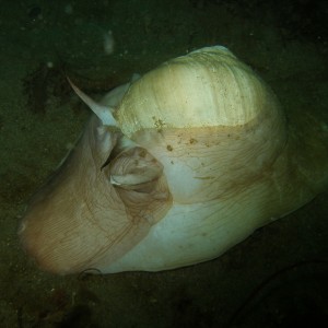 moon snail