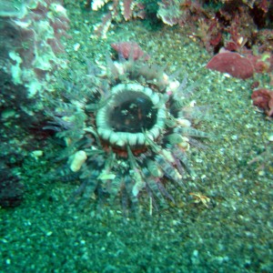 Jewel Anemone