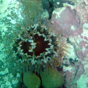 Anemone