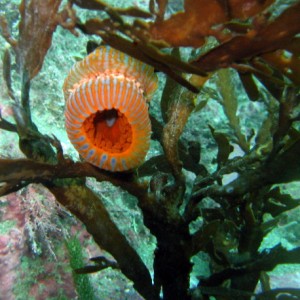 Orange_blue_anemone_5_1