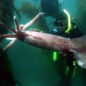 Diving with Giant Squid
