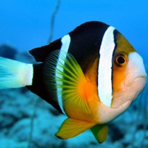 Clown Fish