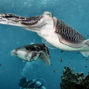 Cuttle fish laying eggs