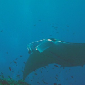 Manta Ray