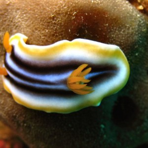 Nudibranch