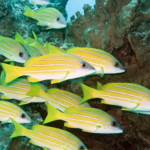 A school of blue striped snappers