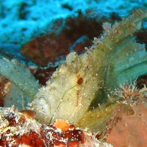 Small Scorpion Fish