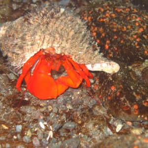 Mr. Hermit Crab