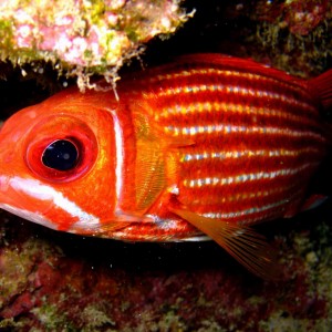 Soldier Fish detail