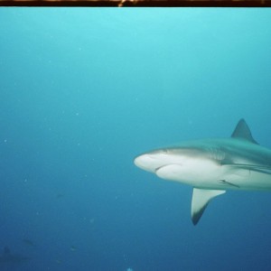 shark 5