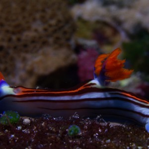 4_17Nudibranch