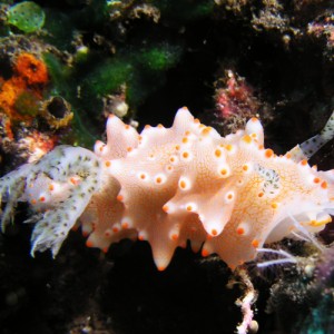 1_27Nudibranch